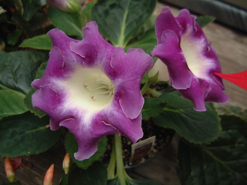 2004-01-23- Blue-Gloxinias.JPG